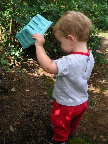 ty-blueberries ty-blueberries